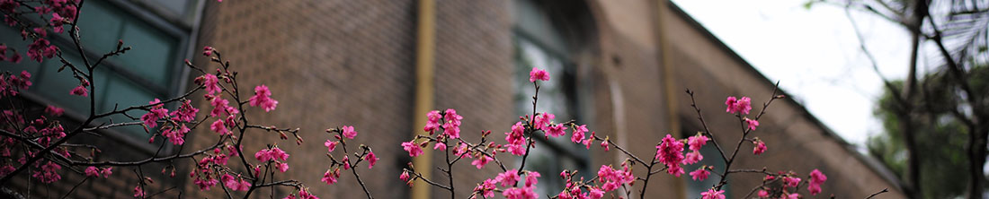 学校春季的鲜花 学校春季的鲜花